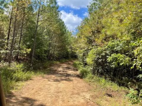 475 Acres Timber Investment Opportunity