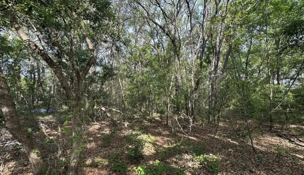 Picture 5