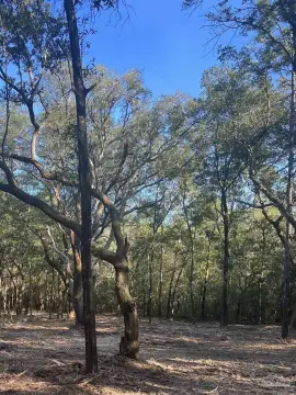 Versatile 5-Acre Milton Parcel