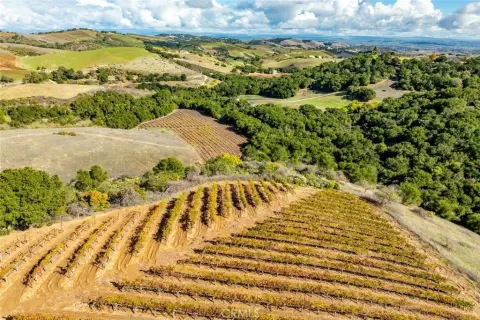 Established Vineyard in Paso Robles