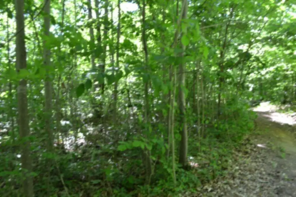 Picture 5