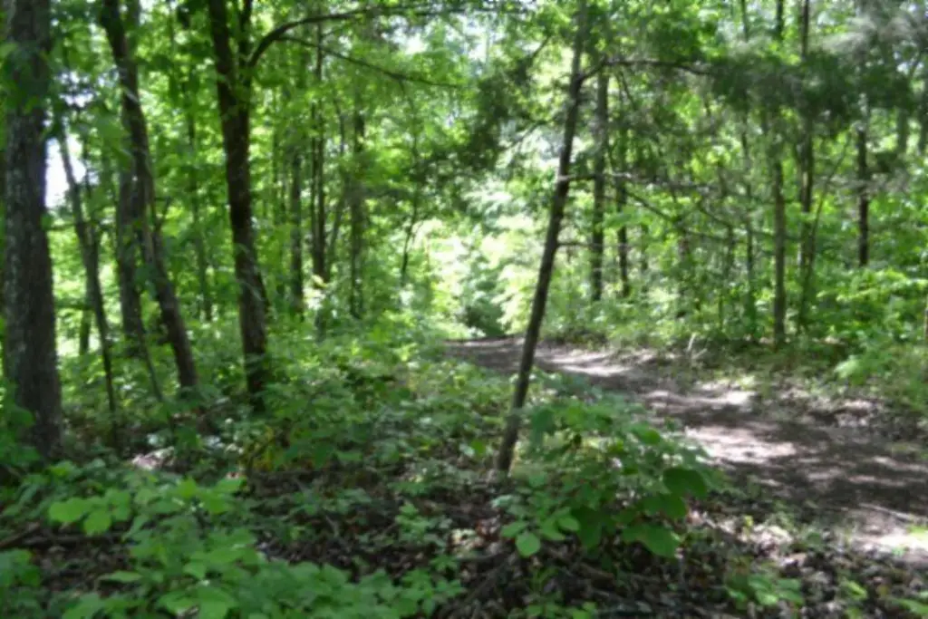 Picture 51
