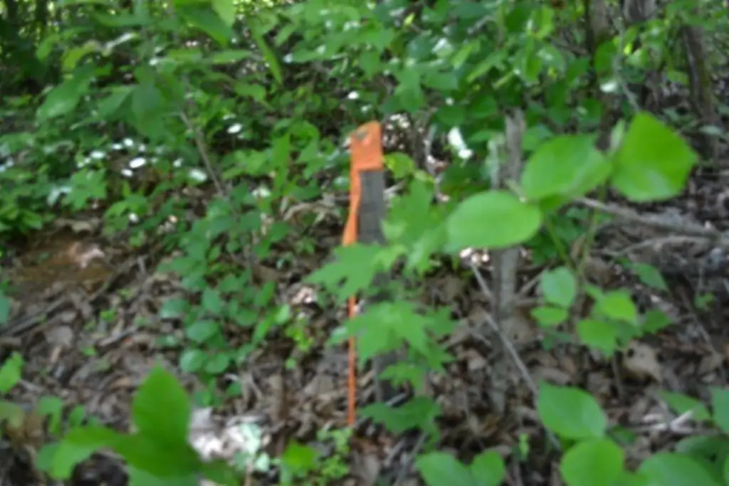 Picture 44