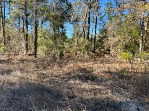 Wooded Lot Near Rainbow River