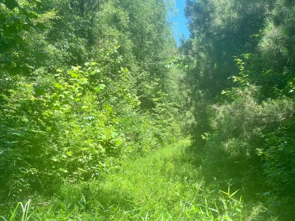 Picture 45