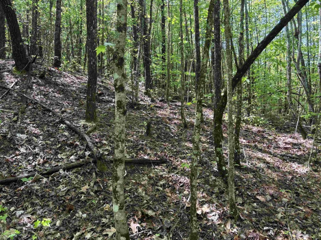 Picture 9