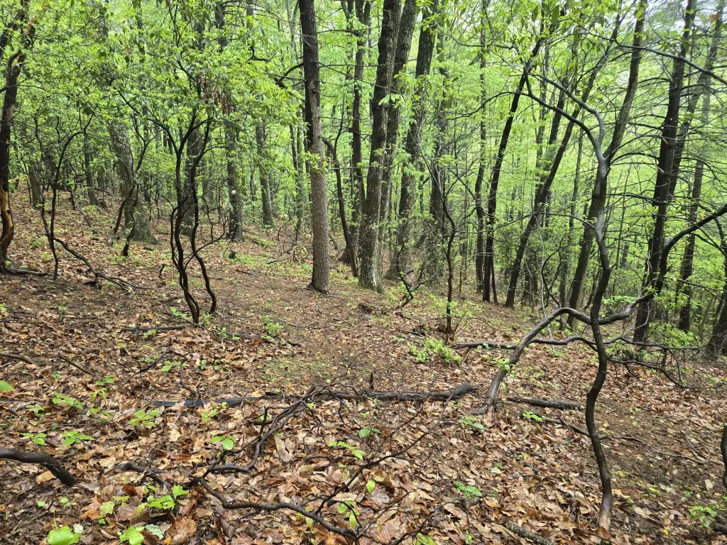 Picture 38
