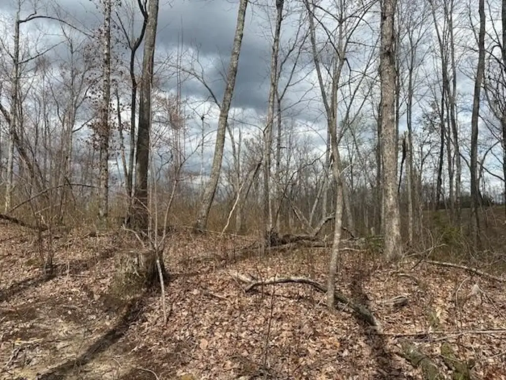 Picture 45