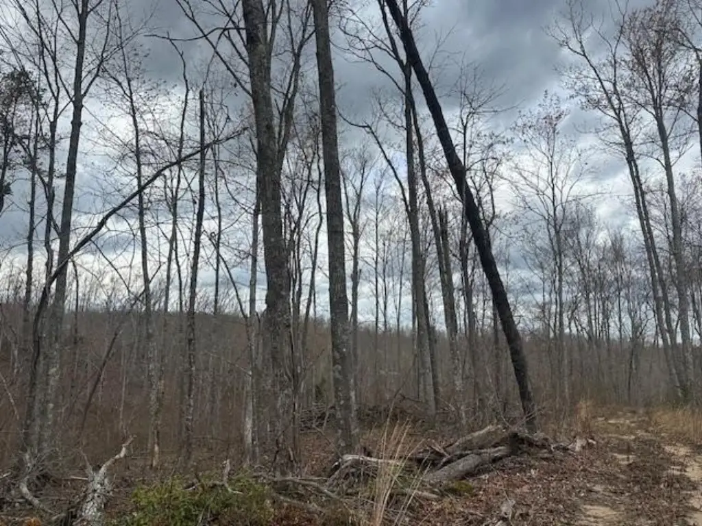 Picture 41