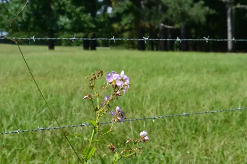 3-Acre Homesite Near Auburn University