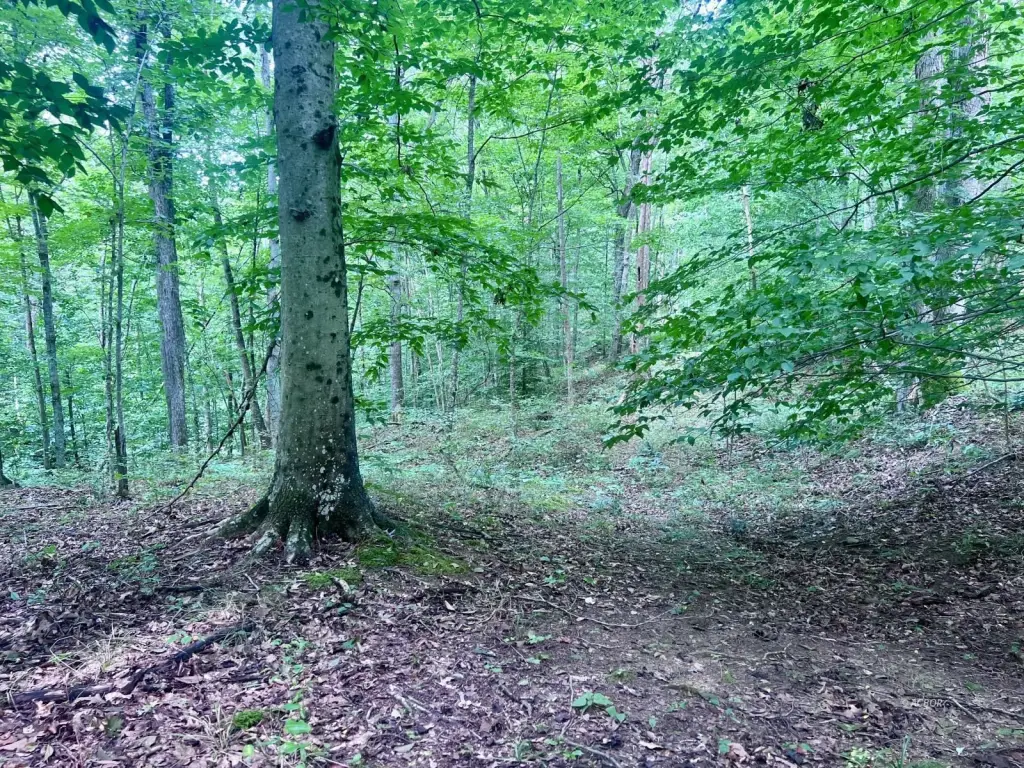 Picture 17