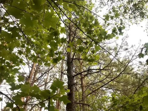 Unrestricted Land on US 60