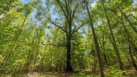 55+ Acres Untouched Paradise