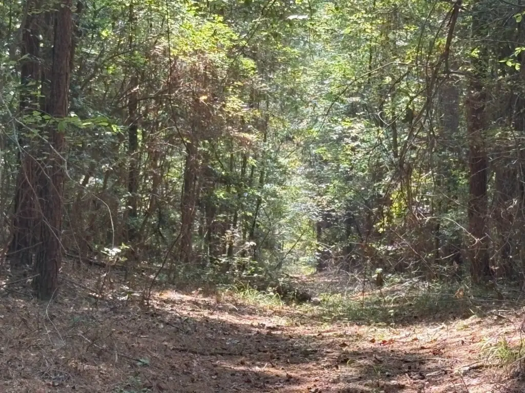 Picture 52