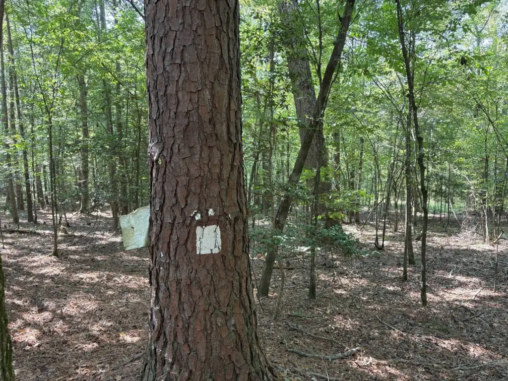Picture 45