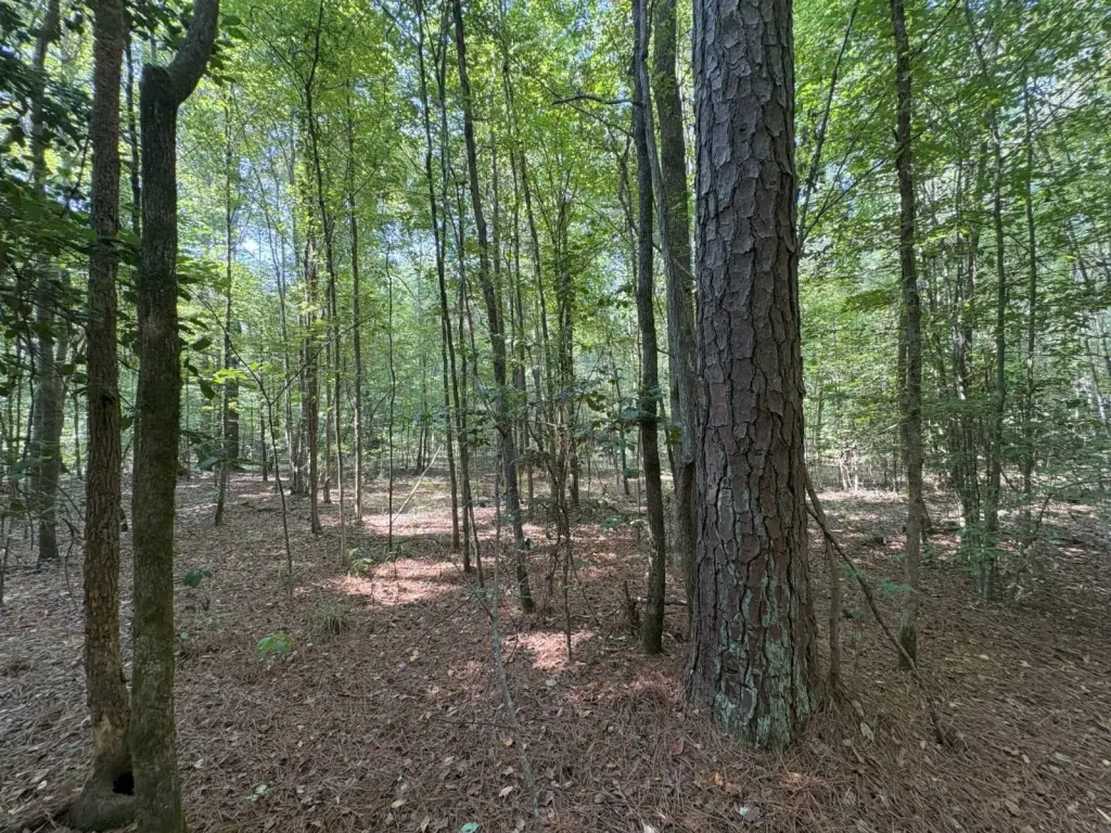 Picture 25