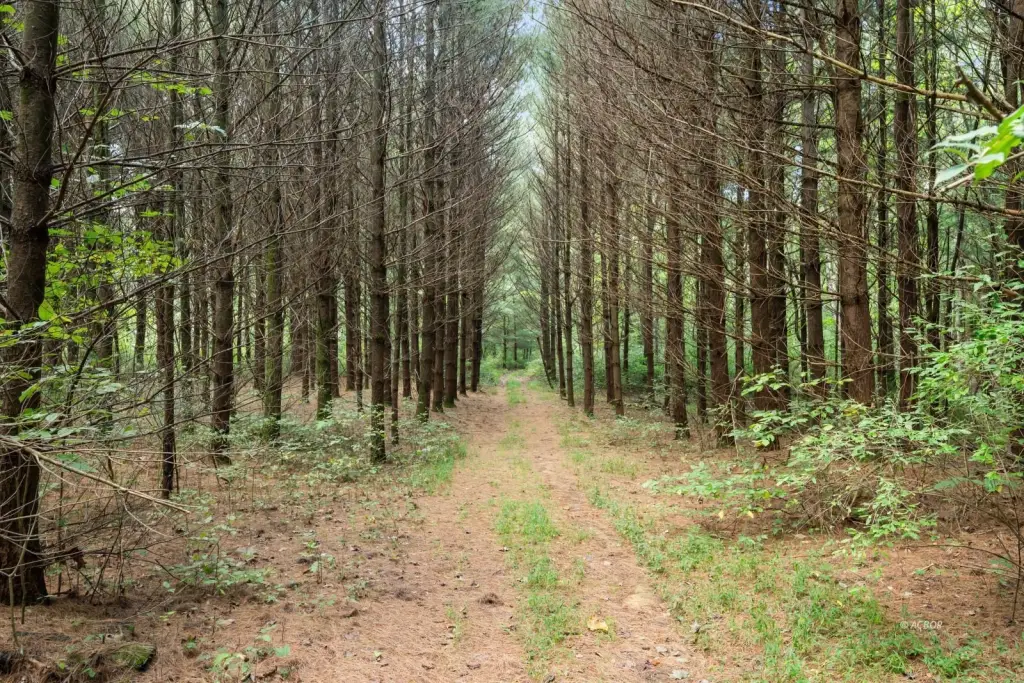 Picture 39