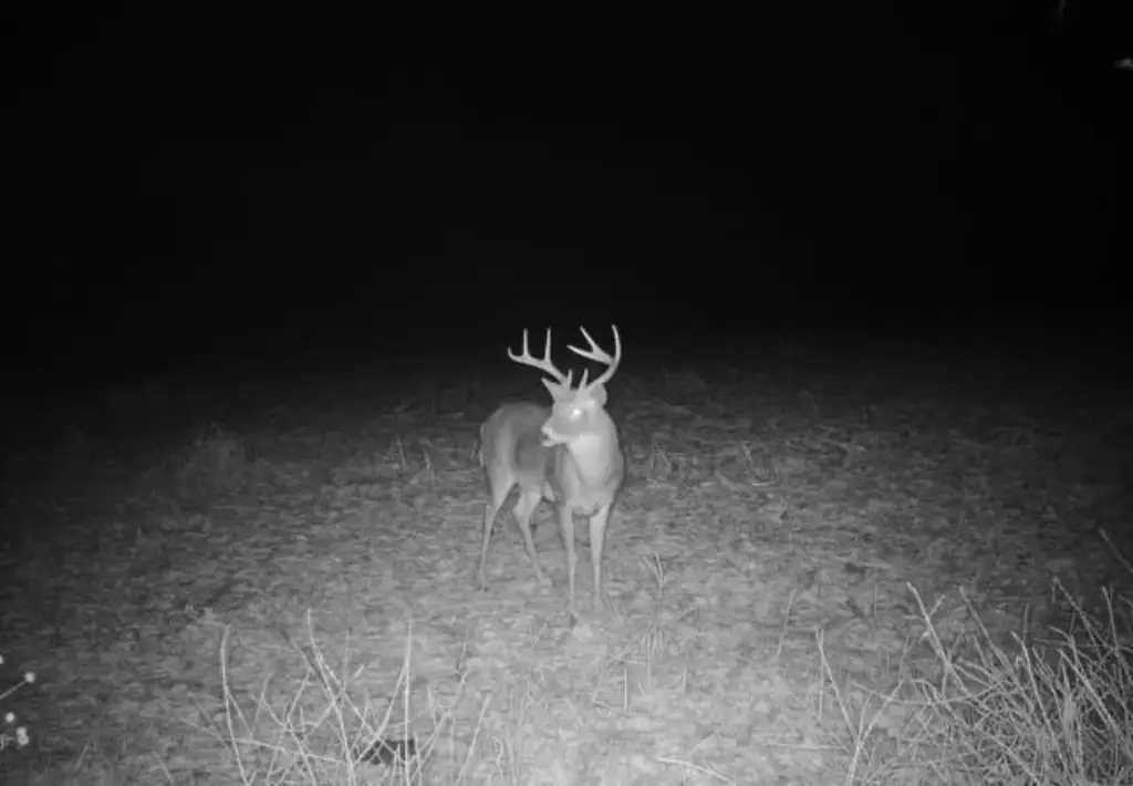 Picture 5