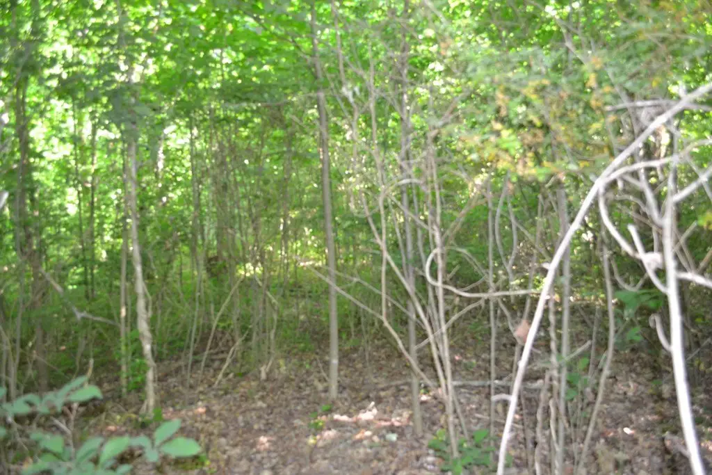 Picture 4