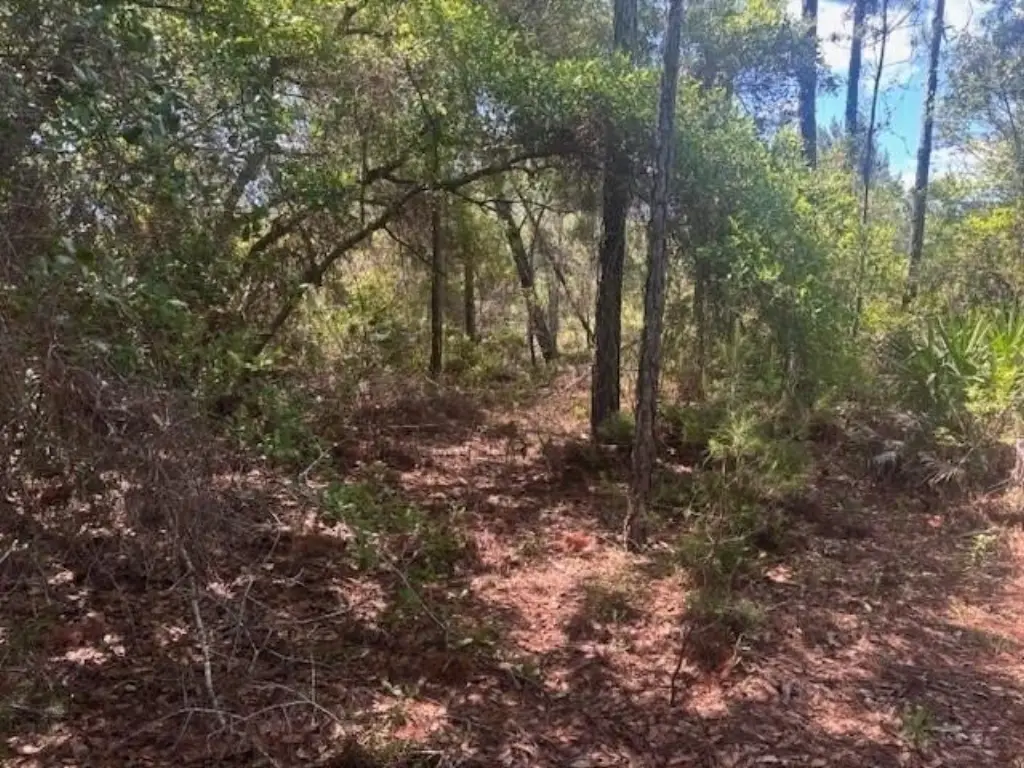Picture 5