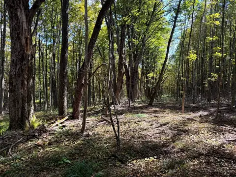 Otselic, NY Wooded Land