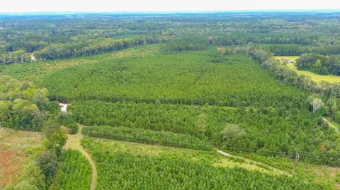 164.8 Acres Investment-Grade Tree Farmland