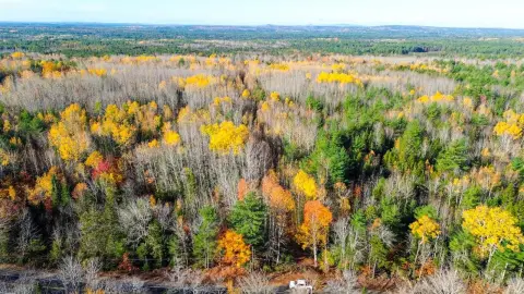 44 Acres of Wooded Land