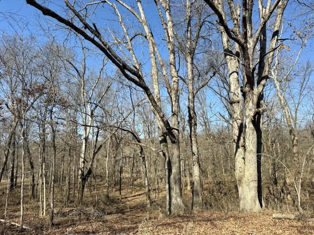 Picture 31