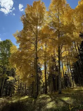 Serene Land Parcel Backing Forest