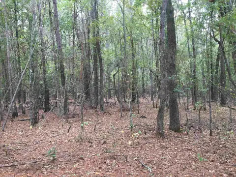 40 Acres in Pine Bluff