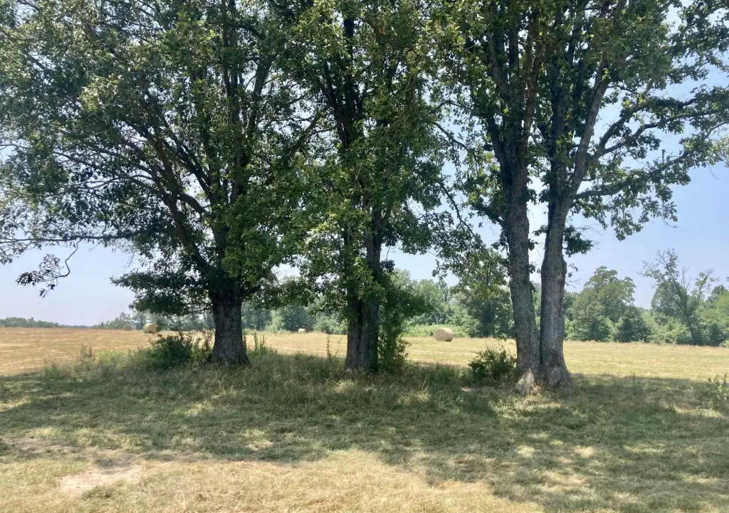 Picture 19