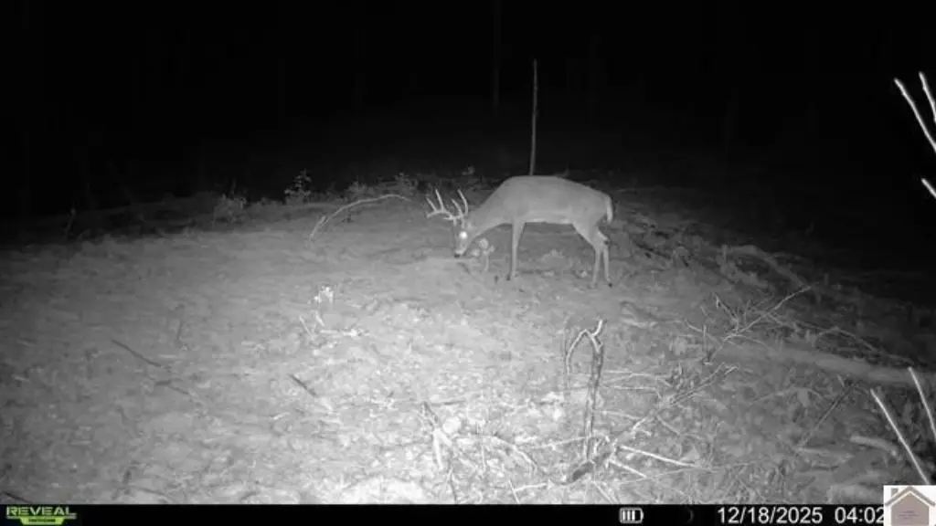 Picture 11