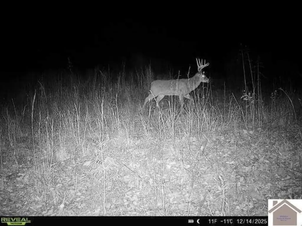 Picture 5