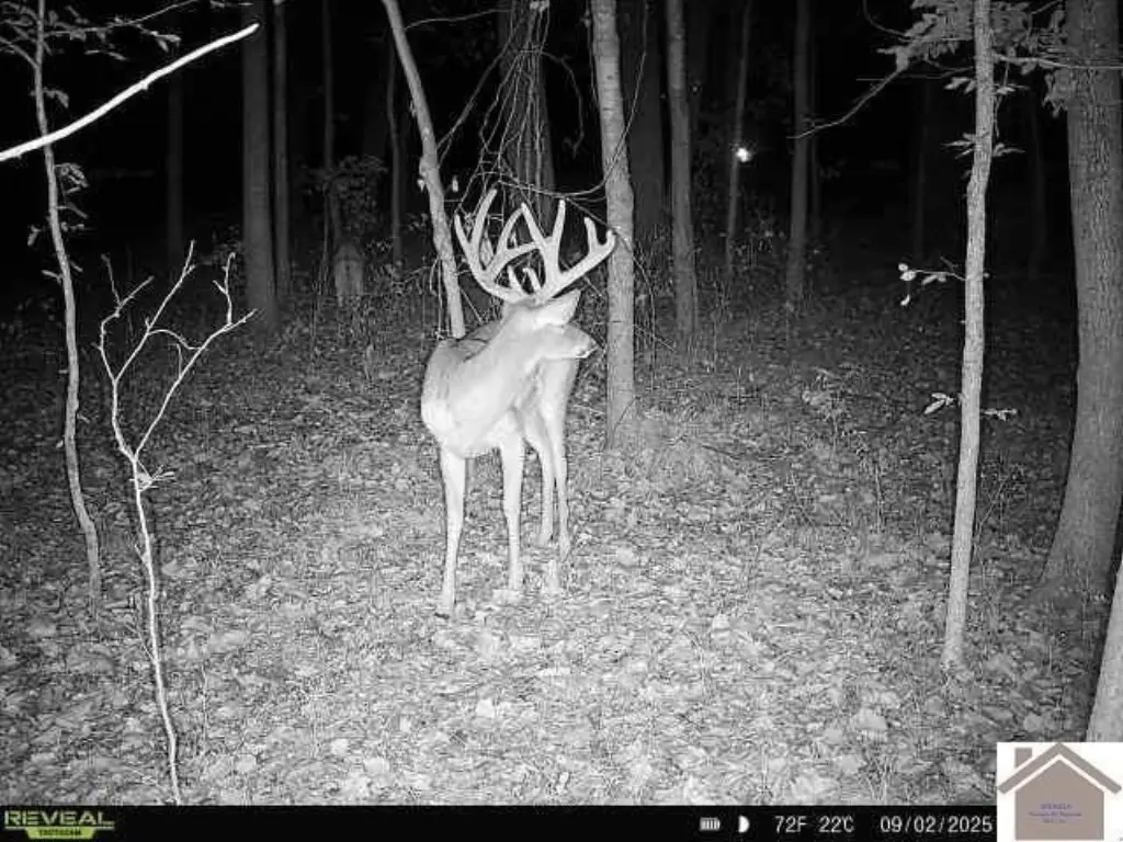 Picture 4