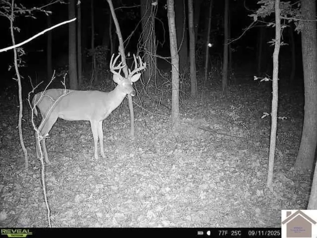 Picture 3