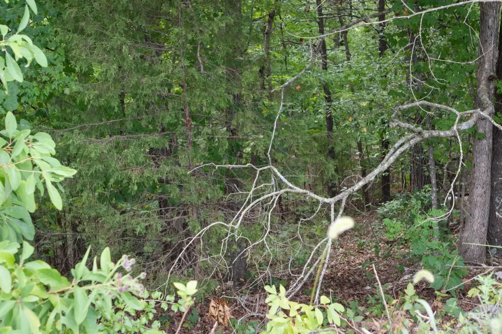 Picture 12