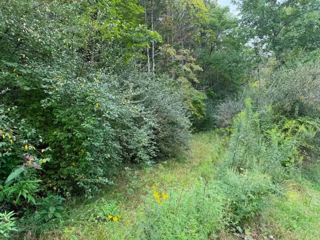 Picture 5
