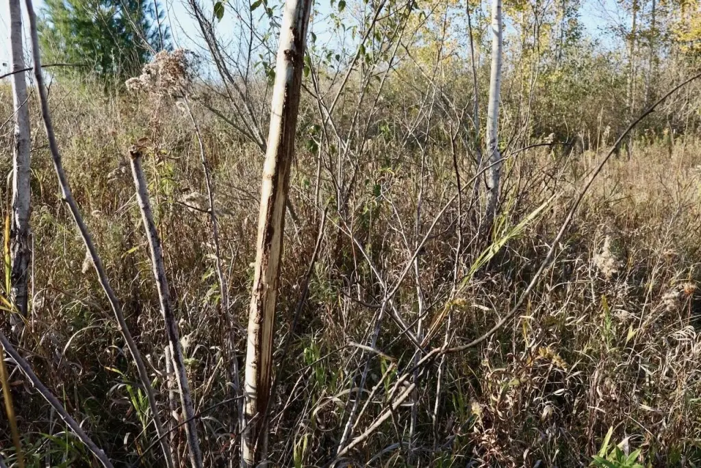 Picture 25