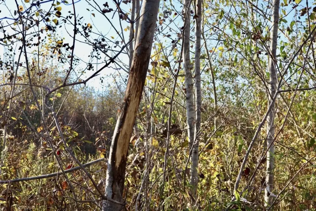 Picture 6