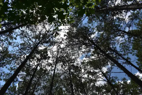 Camden Acreage: Timber Investment Opportunity