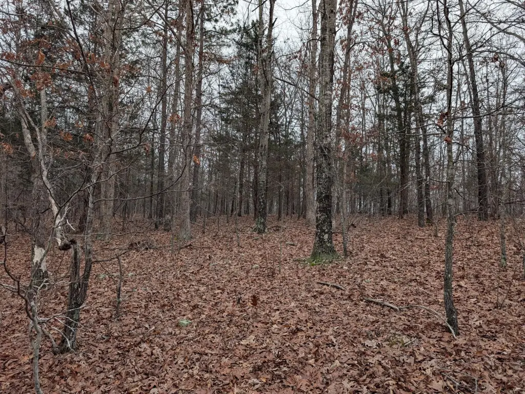 Picture 5