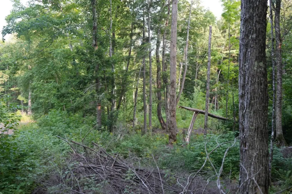 Picture 41