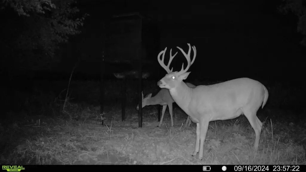 Picture 5