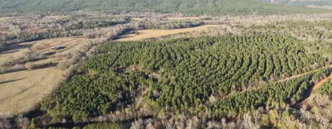 60 Acres of Timberland in Smithville