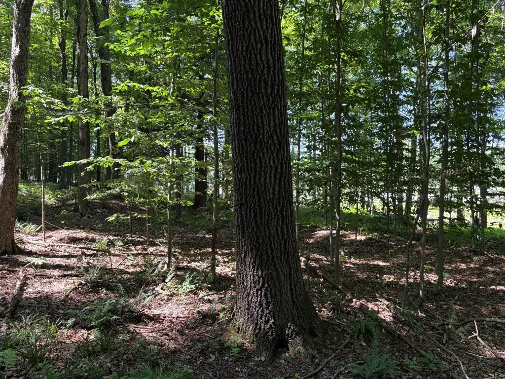 Picture 25