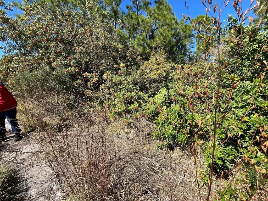Picture 15