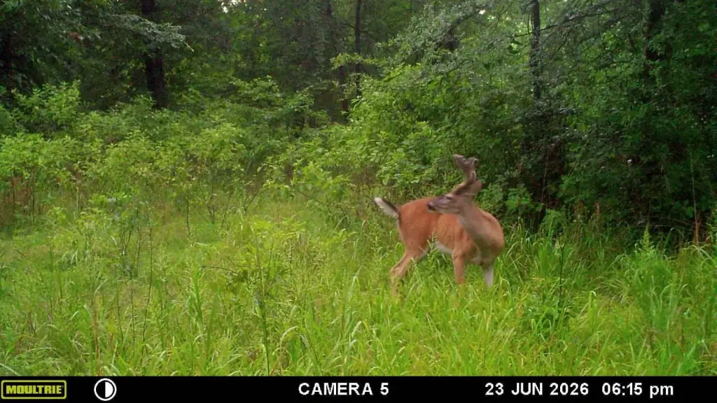 Picture 36