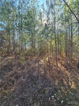 Land For Sale, Fosters, AL