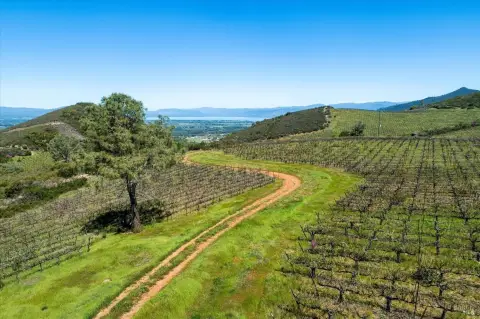 Kelseyville Vineyard and Cannabis Estate