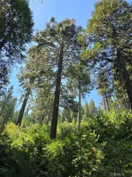 20-Acre Lot in Cedarpines Park